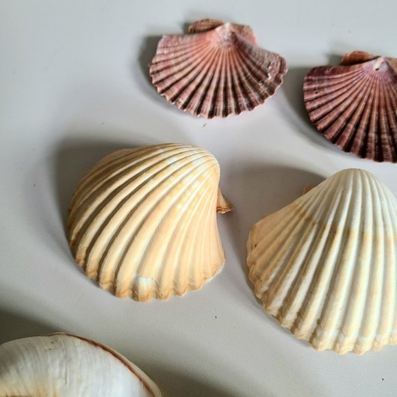 6 large sea shells. - Picture 2 of 5